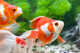 Orange and White Fish Wall Decal Design 1