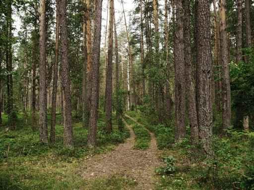 Pine Forest Ground Road Wall Decal