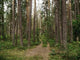 Pine Forest Ground Road Wall Decal