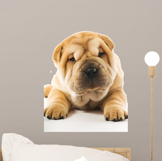 Funny Sharpei Puppy Isolated on White Background 