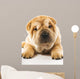Funny Sharpei Puppy Isolated on White Background 