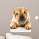 Funny Sharpei Puppy Isolated on White Background 