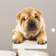 Funny Sharpei Puppy Isolated on White Background 