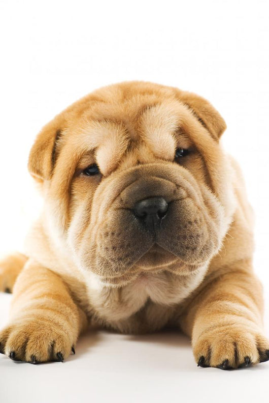 Funny Sharpei Puppy Isolated on White Background 