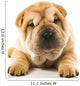 Funny Sharpei Puppy Isolated on White Background 