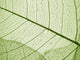 Green Leaf Texture Wall Decal
