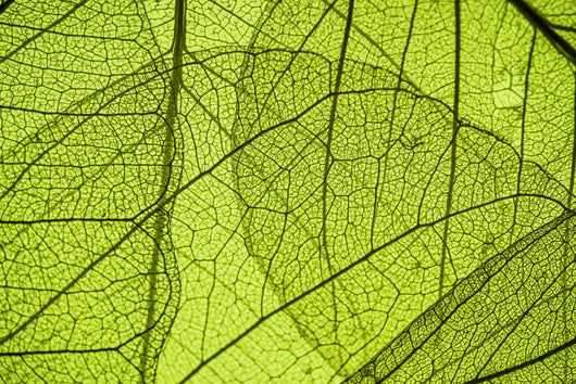 Green Leaf Texture Detail Wall Decal