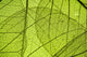 Green Leaf Texture Detail Wall Decal