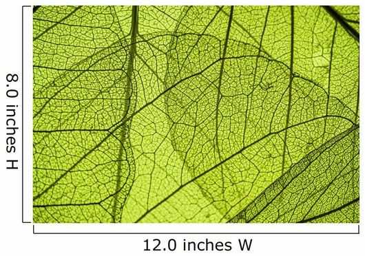Green Leaf Texture Detail Wall Decal