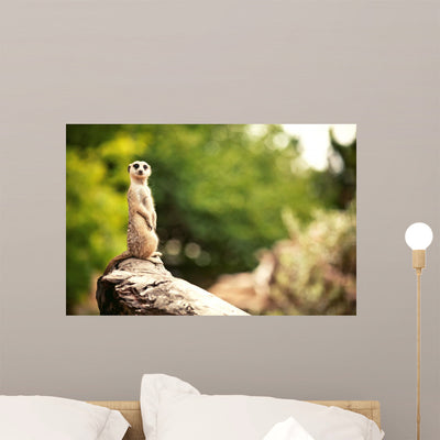 Meerkat Surikate shown on a wall
