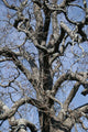 Tree Wall Mural
