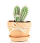 Beautiful cactus in flowerpot, isolated on white Wall Decal