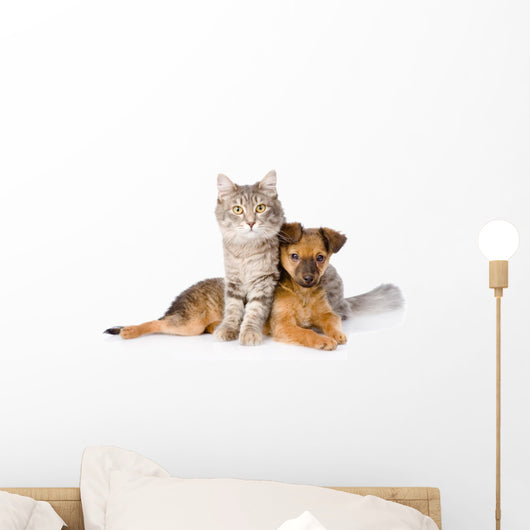 Cat and Dog Looking at Camera. Isolated on White Background 