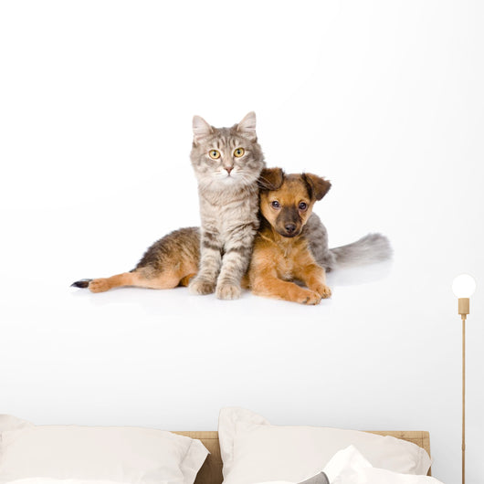Cat and Dog Looking at Camera. Isolated on White Background 