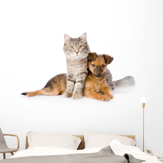 Cat and Dog Looking at Camera. Isolated on White Background 