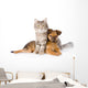 Cat and Dog Looking at Camera. Isolated on White Background 