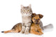 Cat and Dog Looking at Camera. Isolated on White Background 
