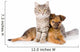 Cat and Dog Looking at Camera. Isolated on White Background 