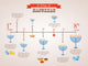 hanukkah holiday timeline , 8 day infographics 