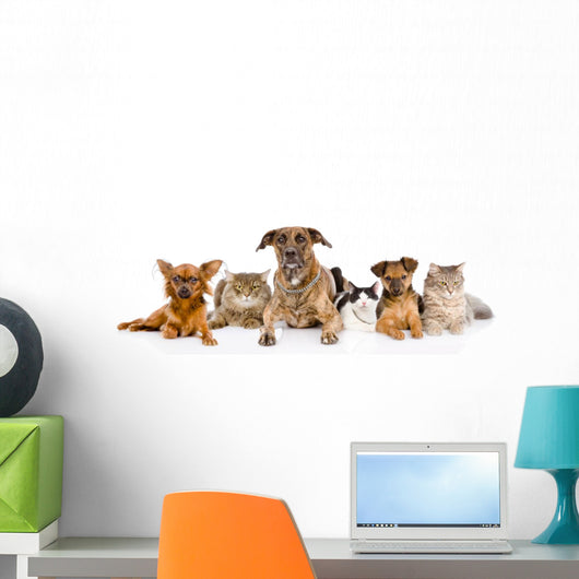 Group of cats and dogs Wall Decal