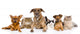 Group of cats and dogs Wall Decal