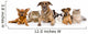 Group of cats and dogs Wall Decal