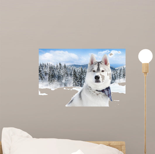 portrait of Siberian husky 