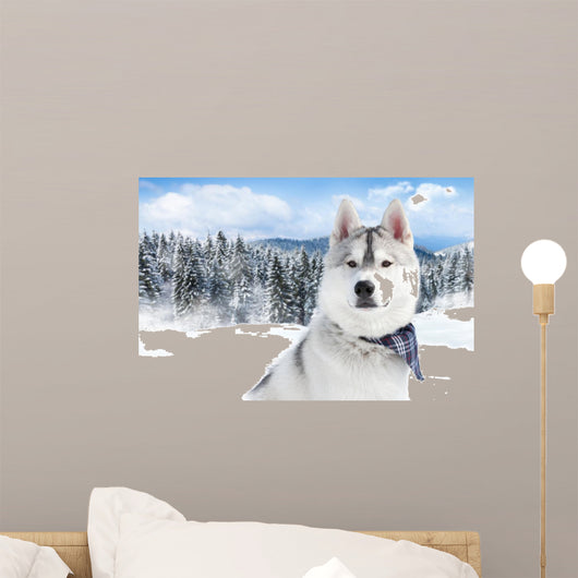 portrait of Siberian husky 