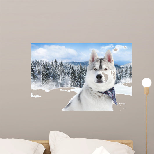 portrait of Siberian husky 