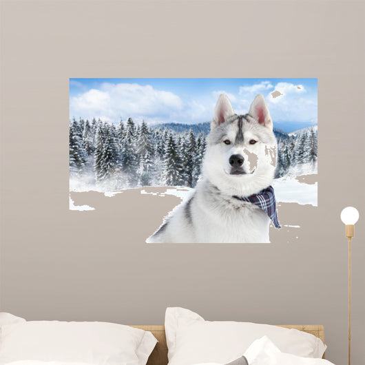 Portrait Siberian Husky – Wallmonkeys