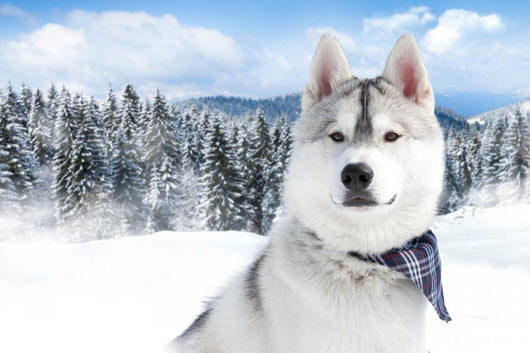 portrait of Siberian husky 