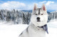 portrait of Siberian husky 