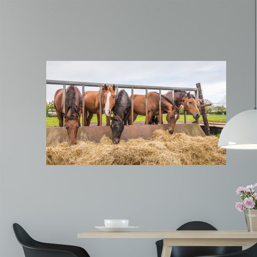 Horses eating at a feed fence 
