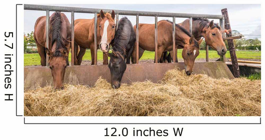 Horses eating at a feed fence 