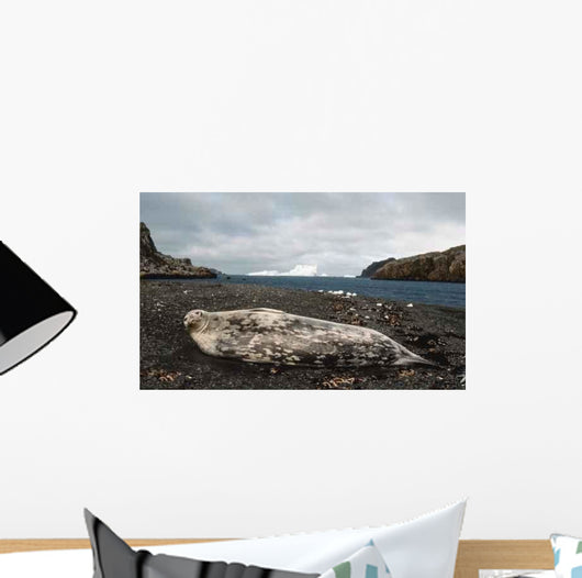 Weddell Seal Wall Decal