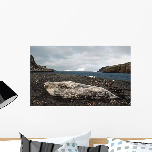 Weddell Seal Wall Decal