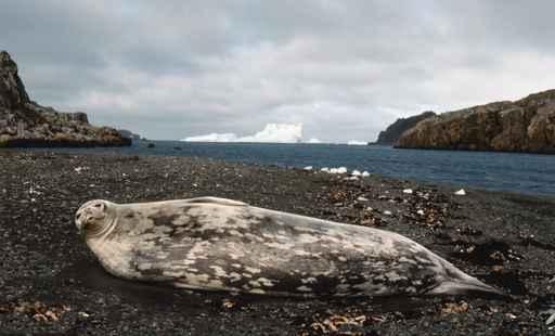 Weddell Seal Wall Decal