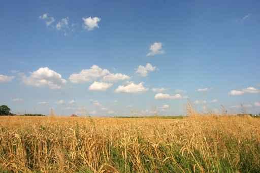 Belgian Wheat Field Wall Decal