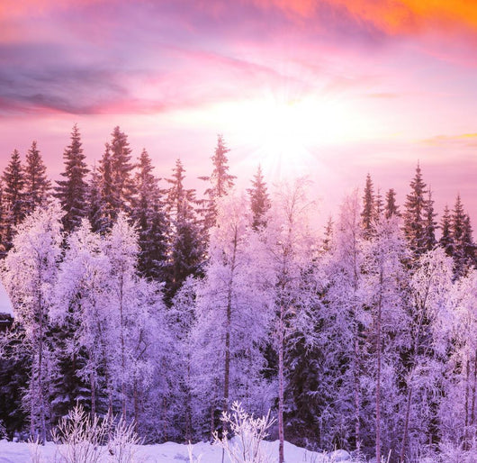 Winter Forest 