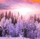 Winter Forest 