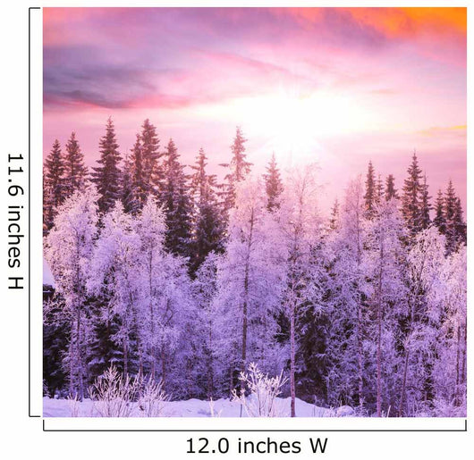 Winter Forest 