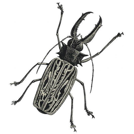Iinsect Macrodonte Cervicorne Wall Decal