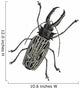 Iinsect Macrodonte Cervicorne Wall Decal