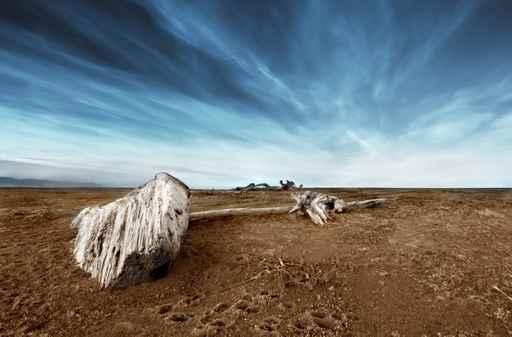 Driftwood Sand Deserted Beach Wall Decal