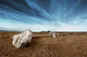 Driftwood Sand Deserted Beach Wall Decal