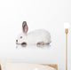 White Rabbit Wall Decal
