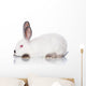 White Rabbit Wall Decal