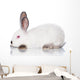 White Rabbit Wall Decal