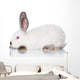 White Rabbit Wall Decal