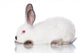White Rabbit Wall Decal